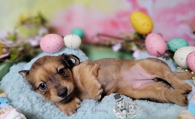 New Puppies. Share NOW. #puppies #dachshunds #baby puppies #eclecticredbarn